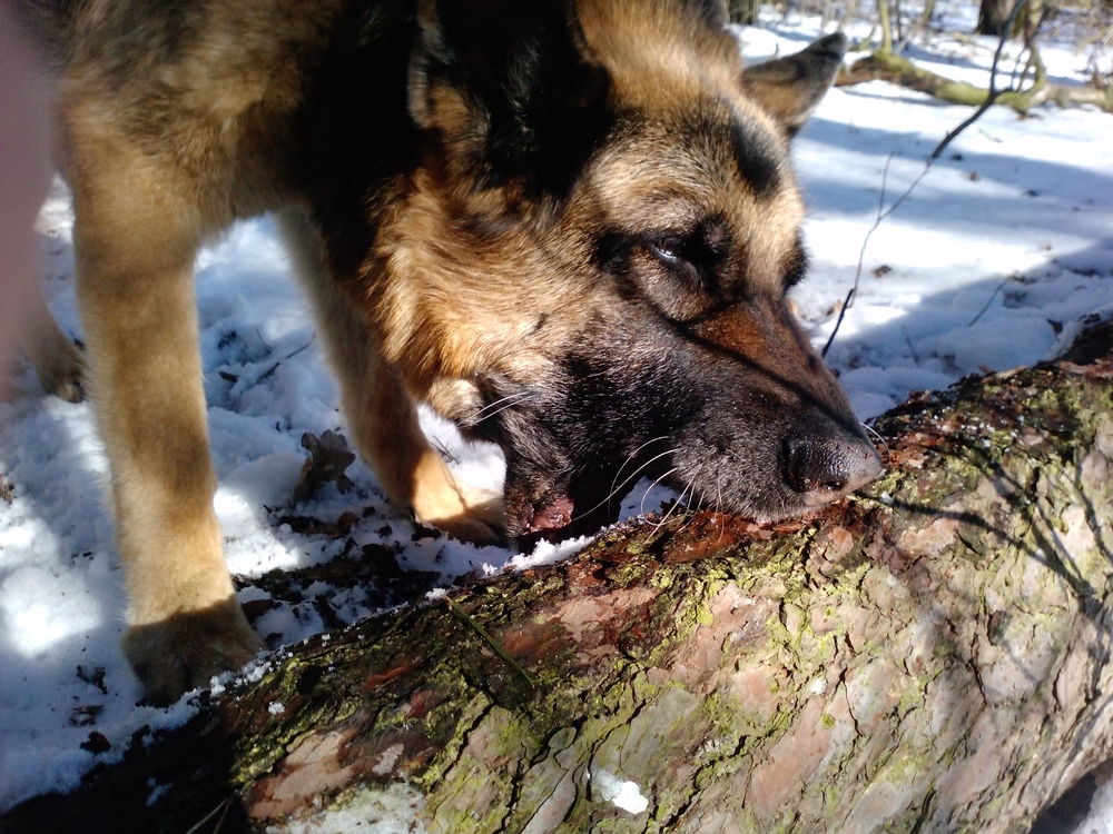 Hund im schnee