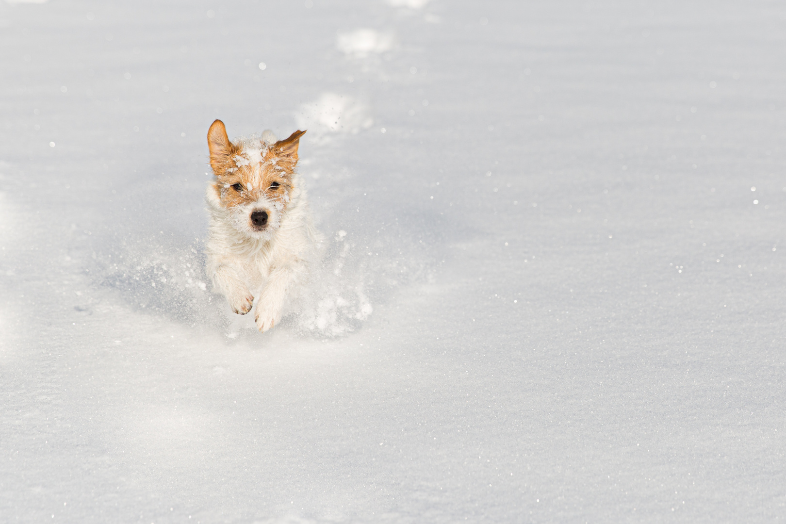 hund im schnee