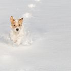 hund im schnee