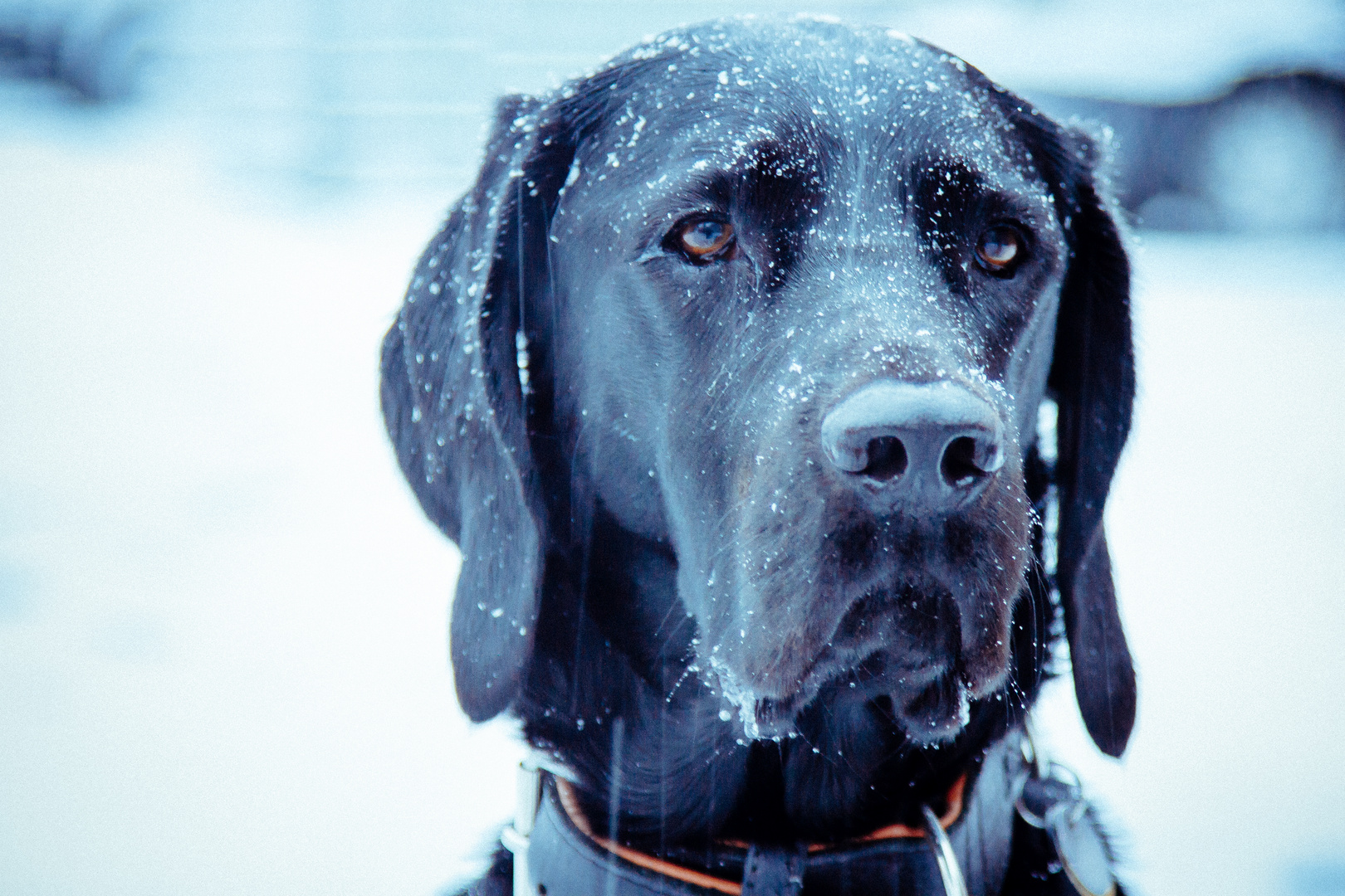 Hund im Schnee