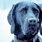 Hund im Schnee