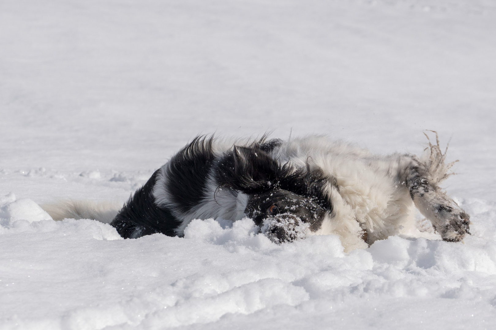 Hund im Schnee Foto &amp; Bild tiere, haustiere, hunde Bilder auf