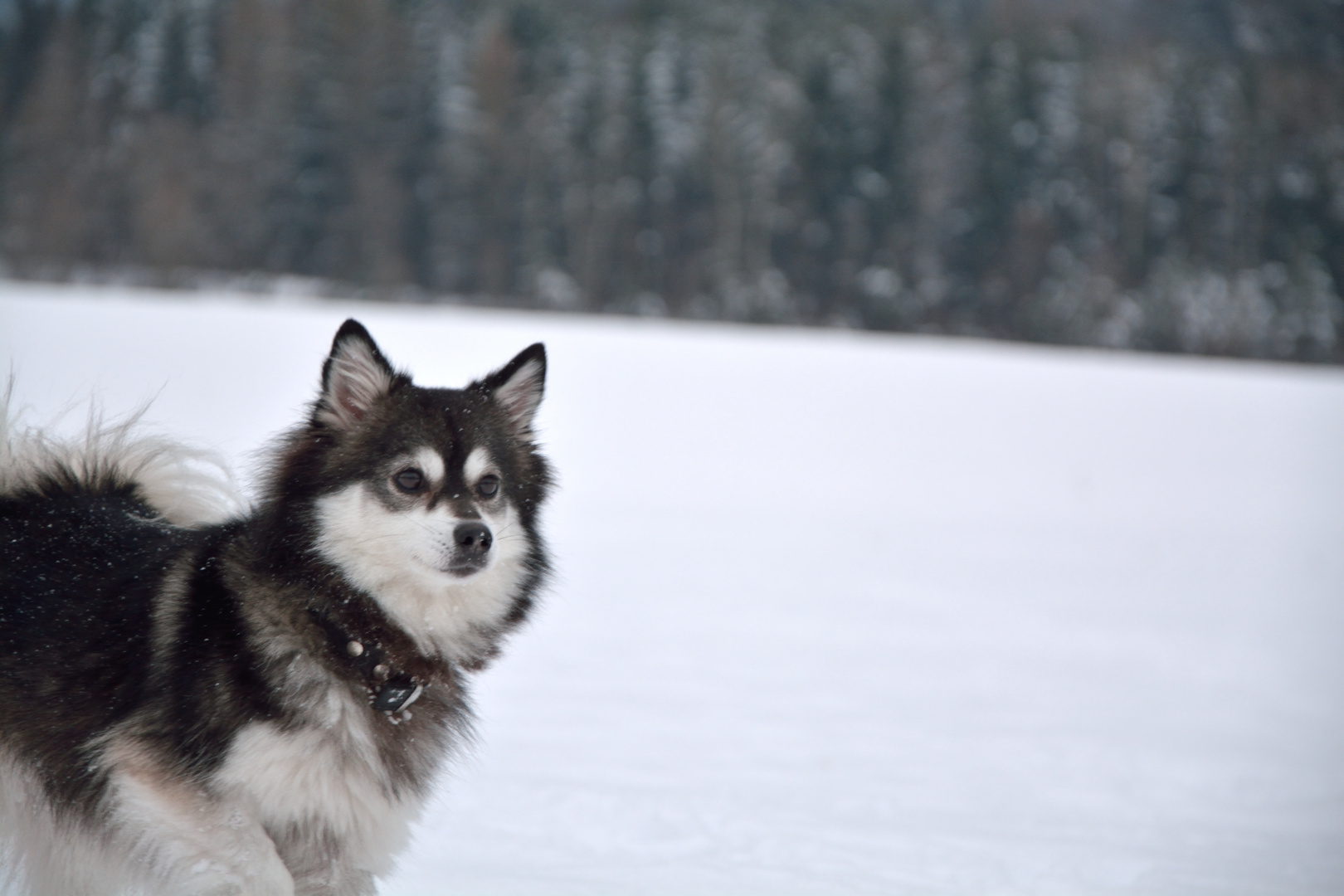 Hund im Schnee