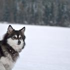 Hund im Schnee