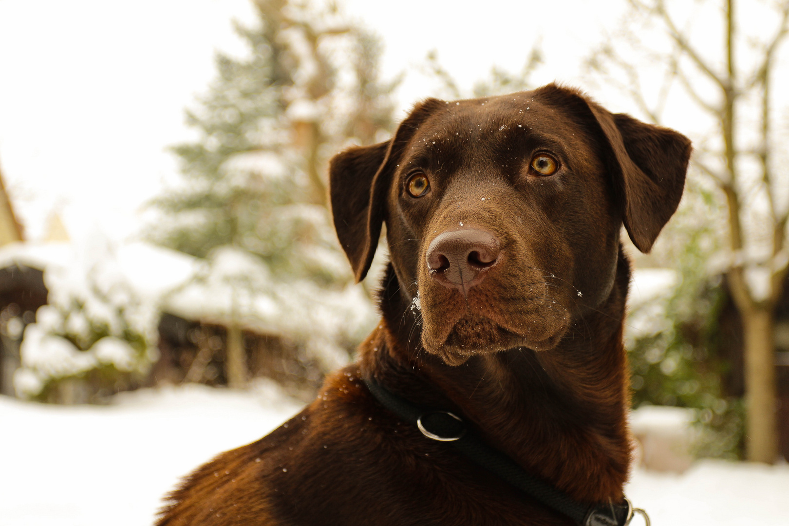 Hund im Schnee