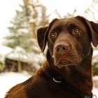 Hund im Schnee