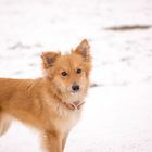 Hund im Schnee