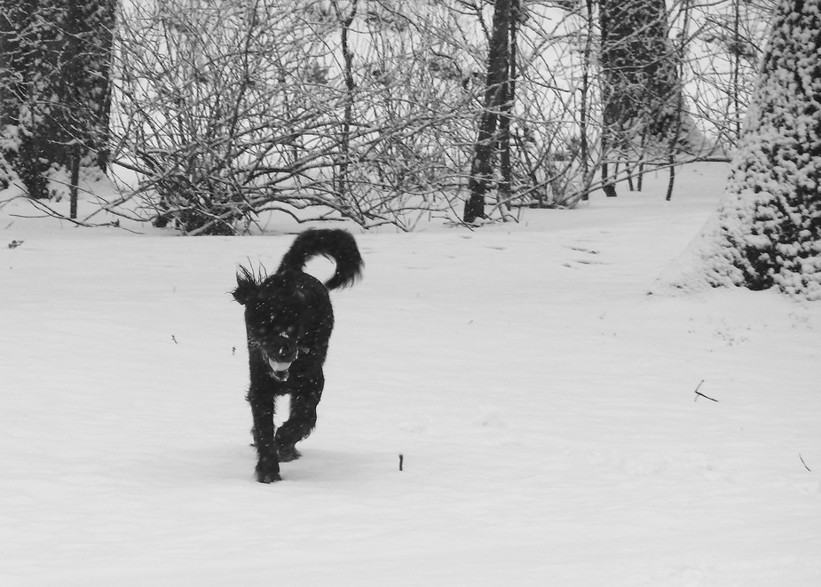 Hund im Schnee…