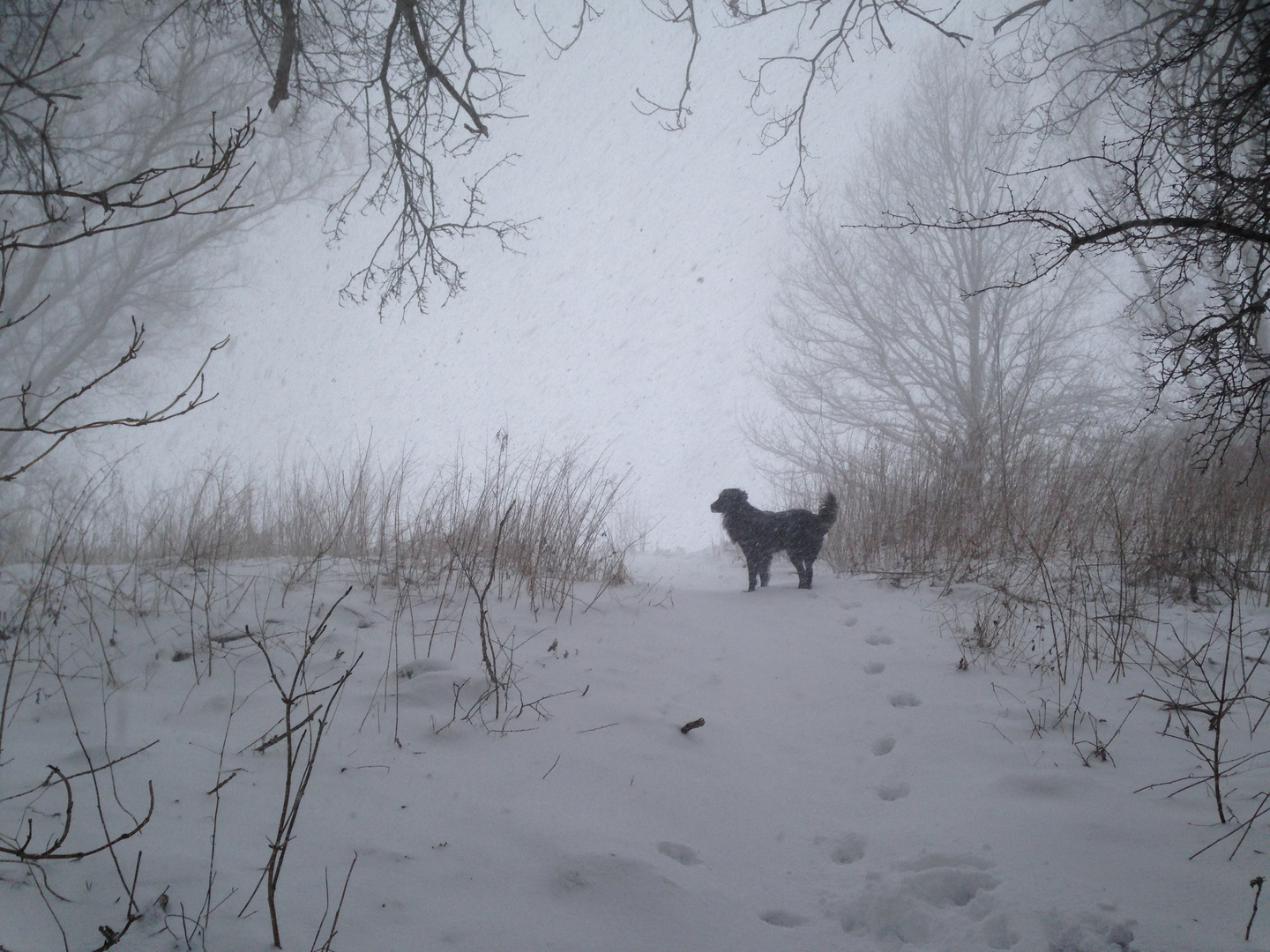 Hund im Schnee