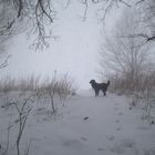 Hund im Schnee