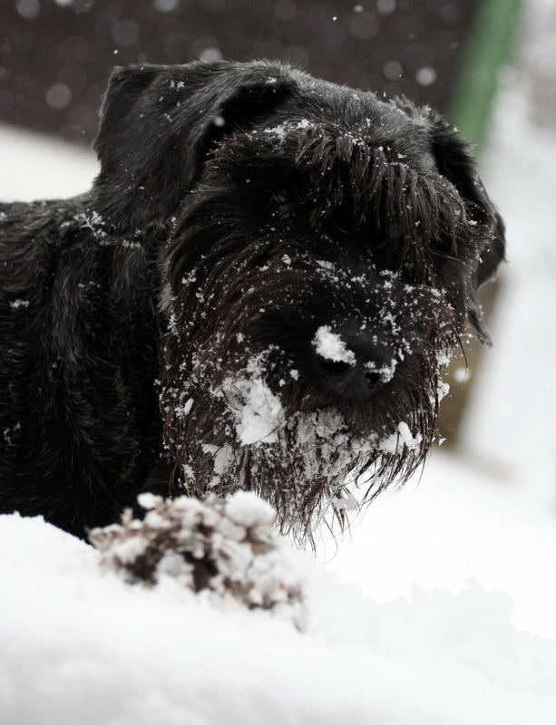 Hund im Schnee