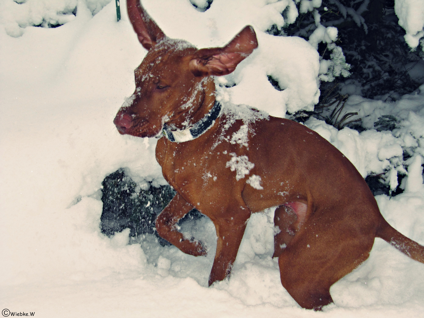 Hund im Schnee