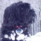 Hund im Schnee