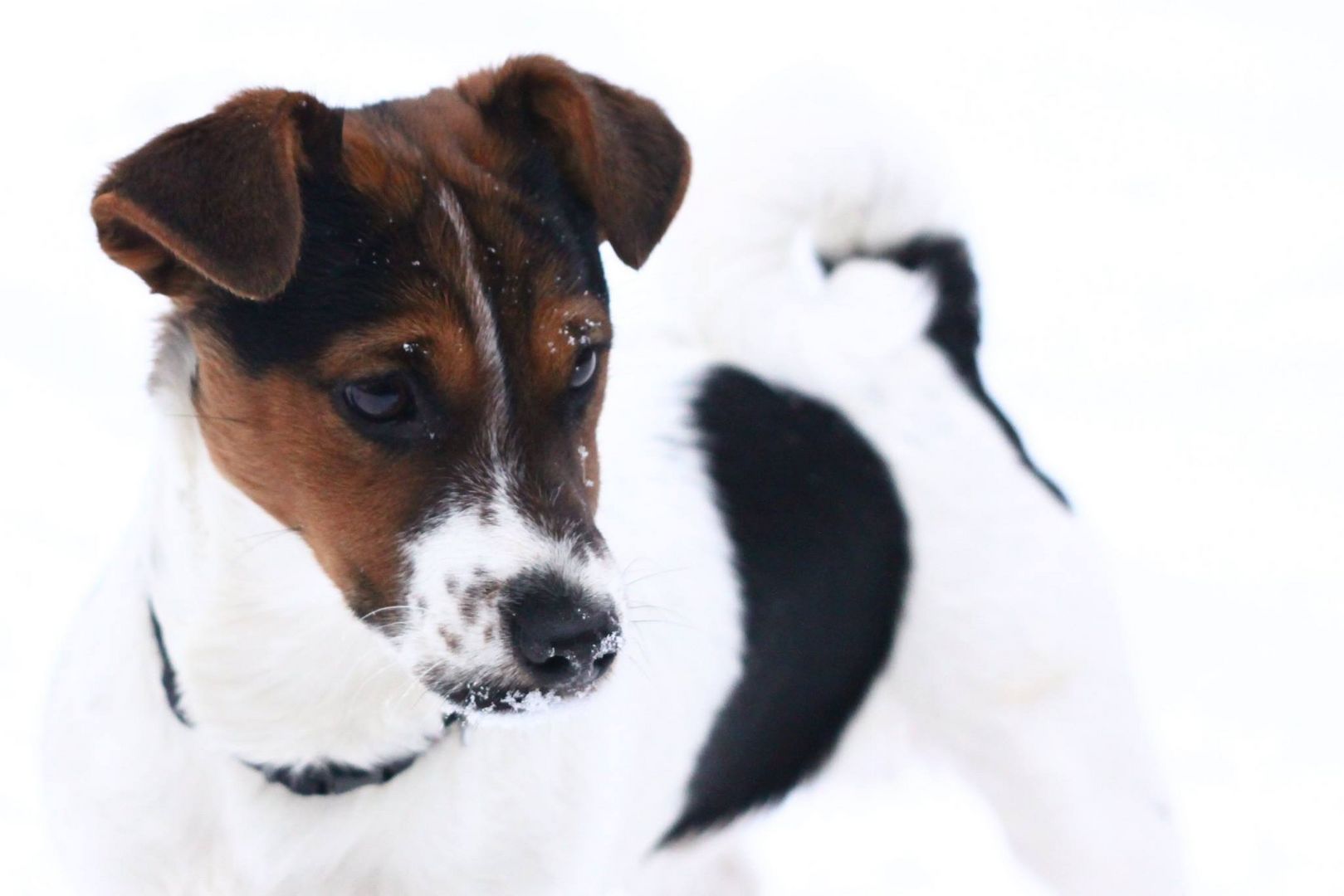 Hund im Schnee