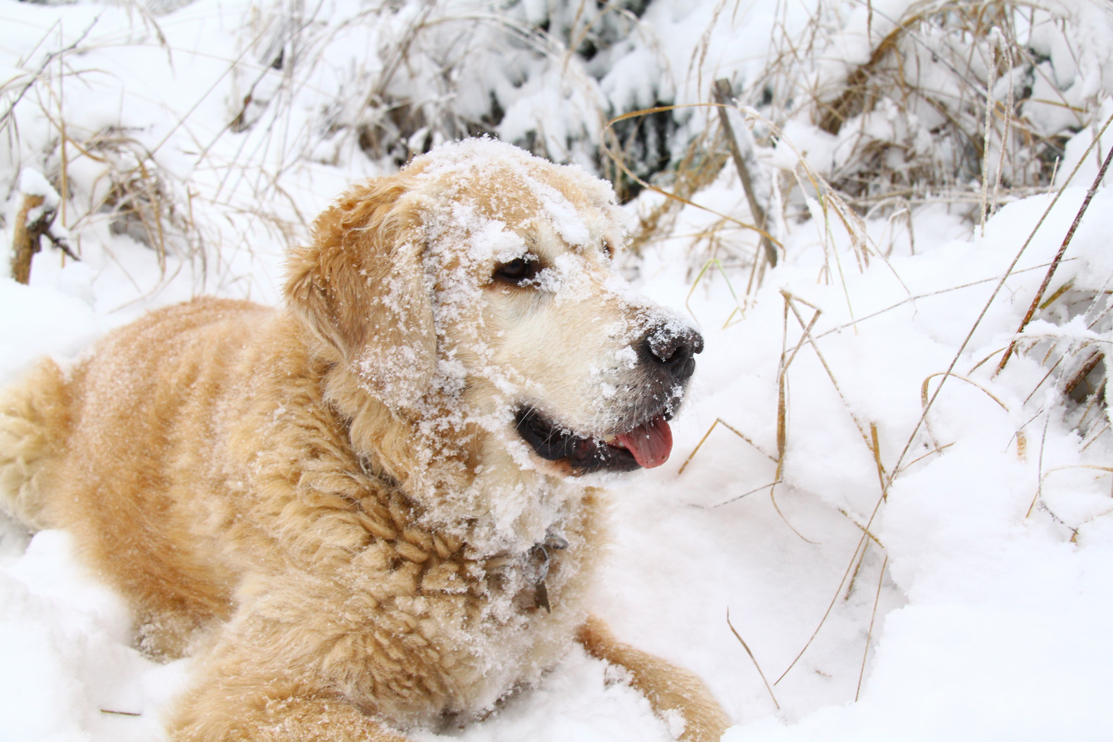 Hund im Schnee