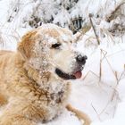 Hund im Schnee