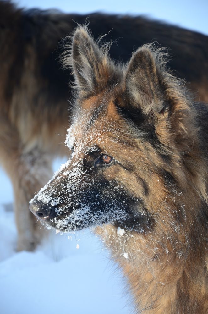 Hund im Schnee