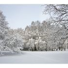 ~ Hund im Schnee II ~