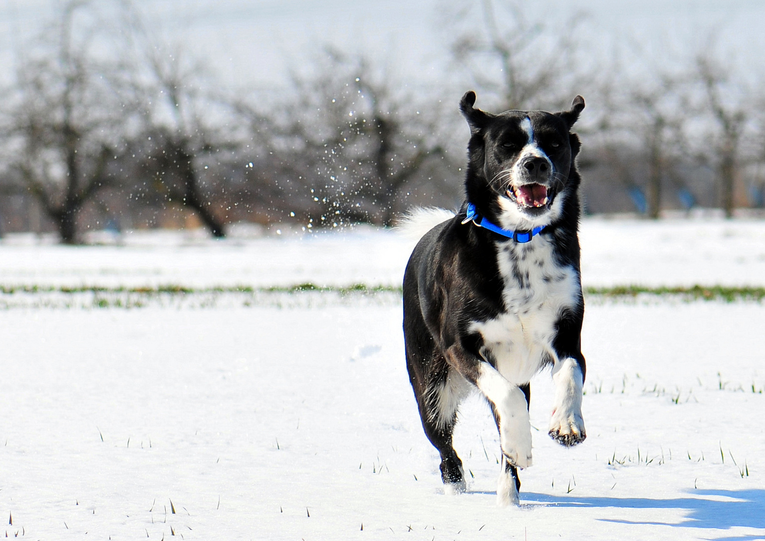 Hund im Schnee II