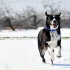 Hund im Schnee II