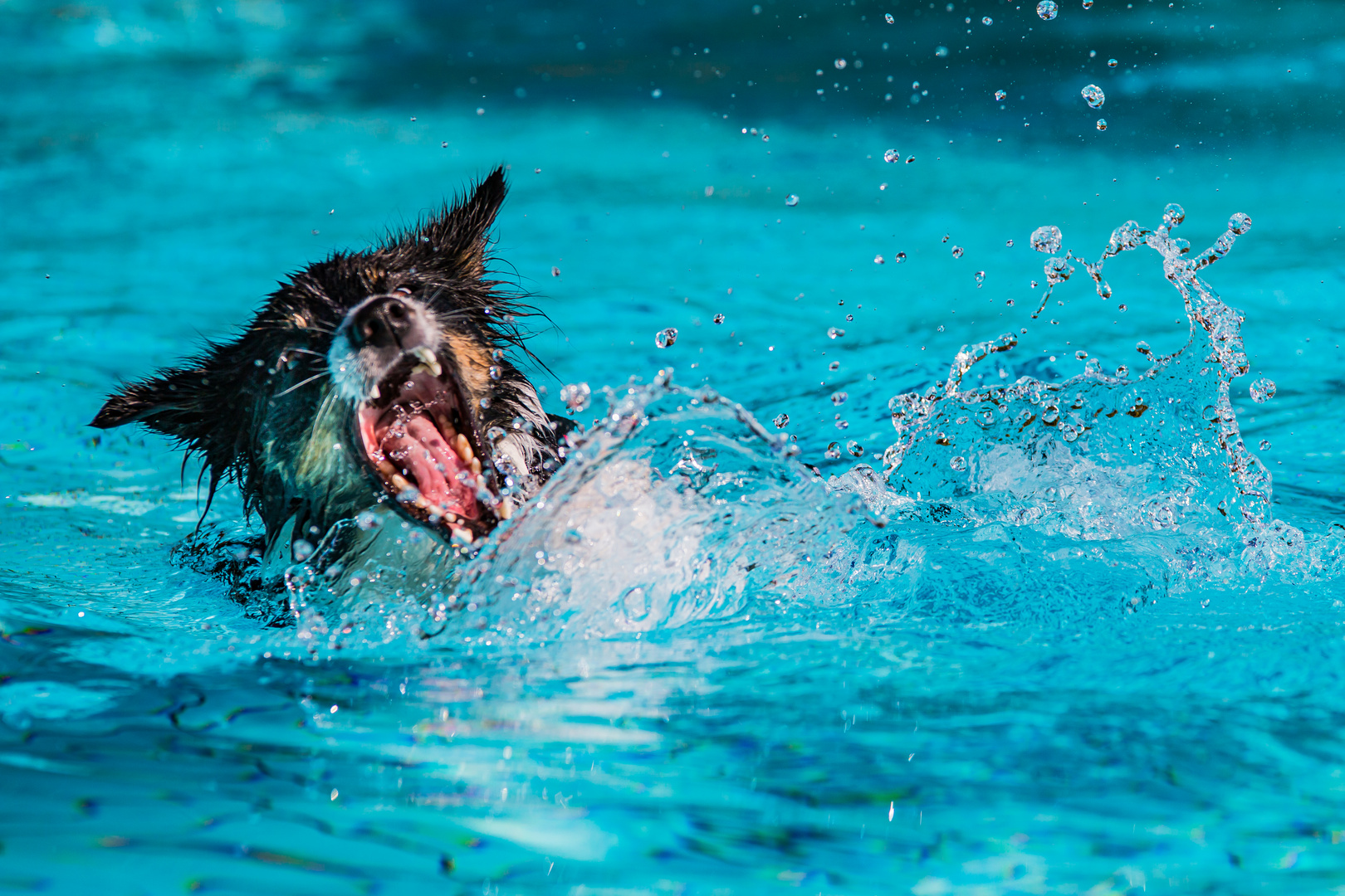 Hund im Schwimmbad