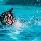 Hund im Schwimmbad