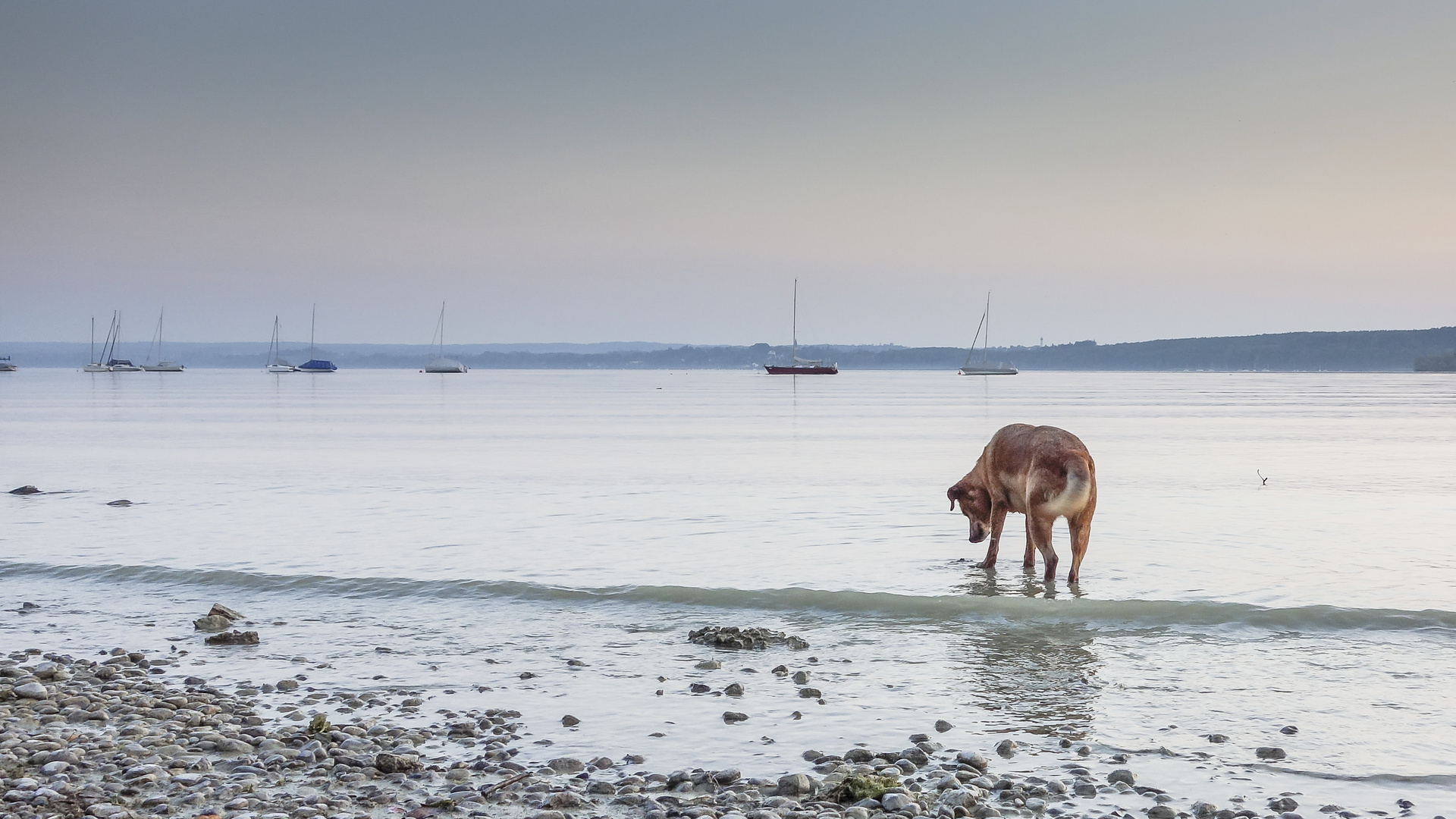 Hund im See