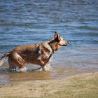 Hund im See