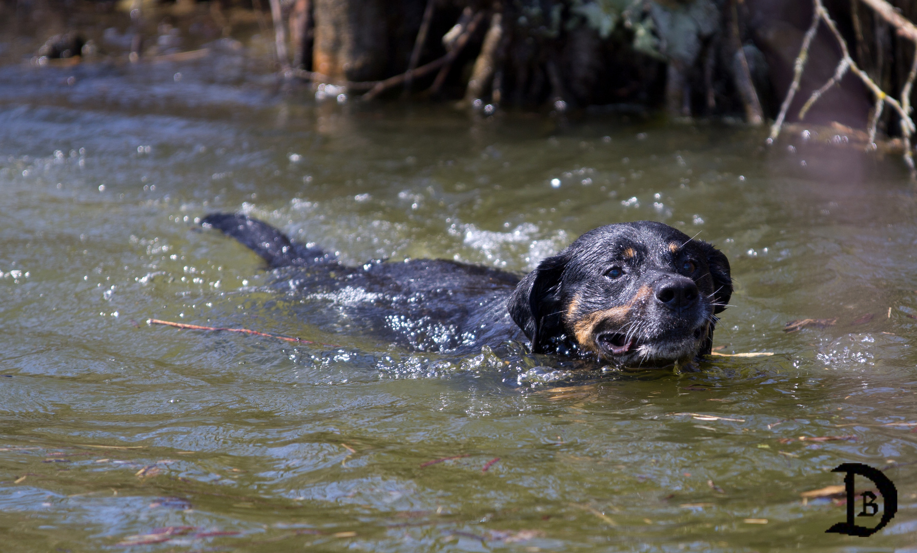 Hund im See = Seehund?