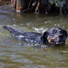 Hund im See = Seehund?