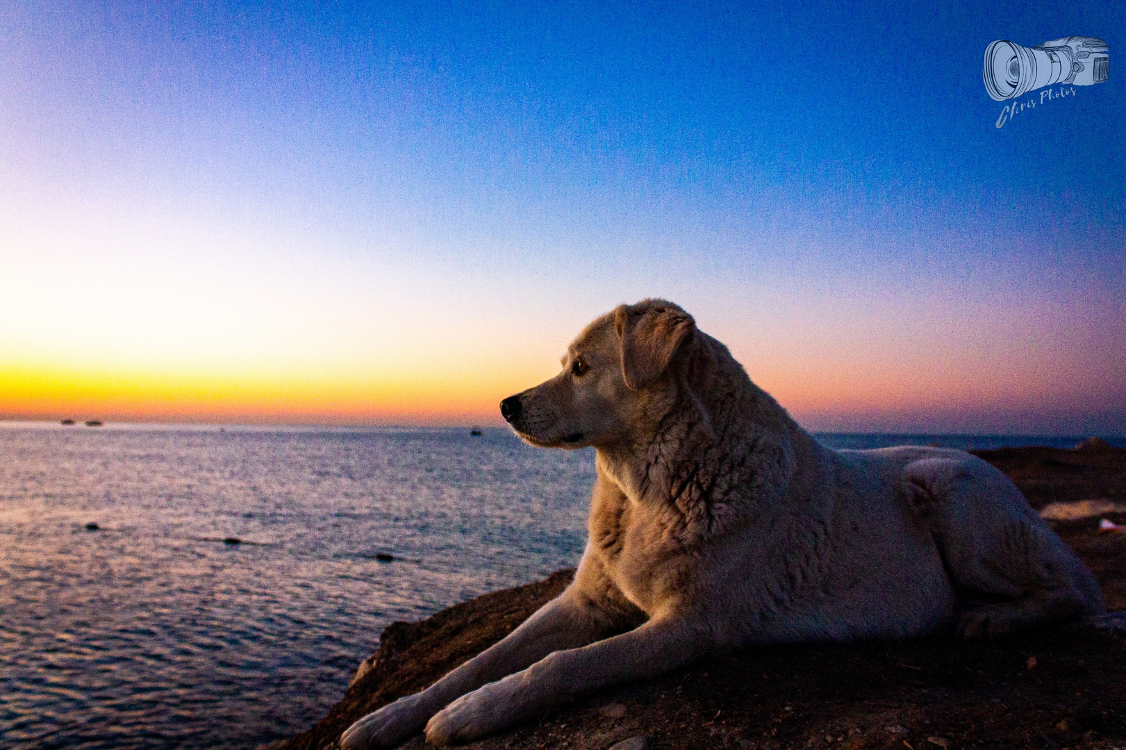 Hund im Sonnenaufgang