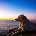Hund im Sonnenaufgang