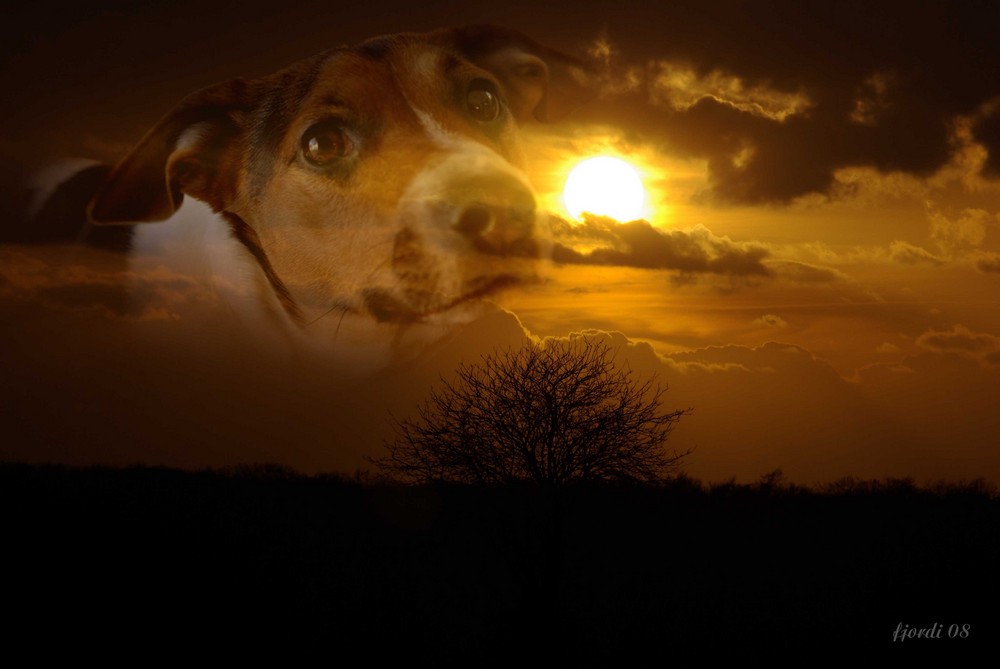 Hund im Sonnenuntergang