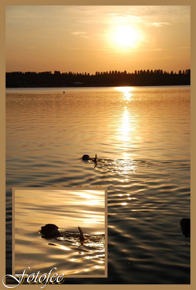 Hund im Sonnenuntergang Foto &amp; Bild sonnenuntergänge, himmel