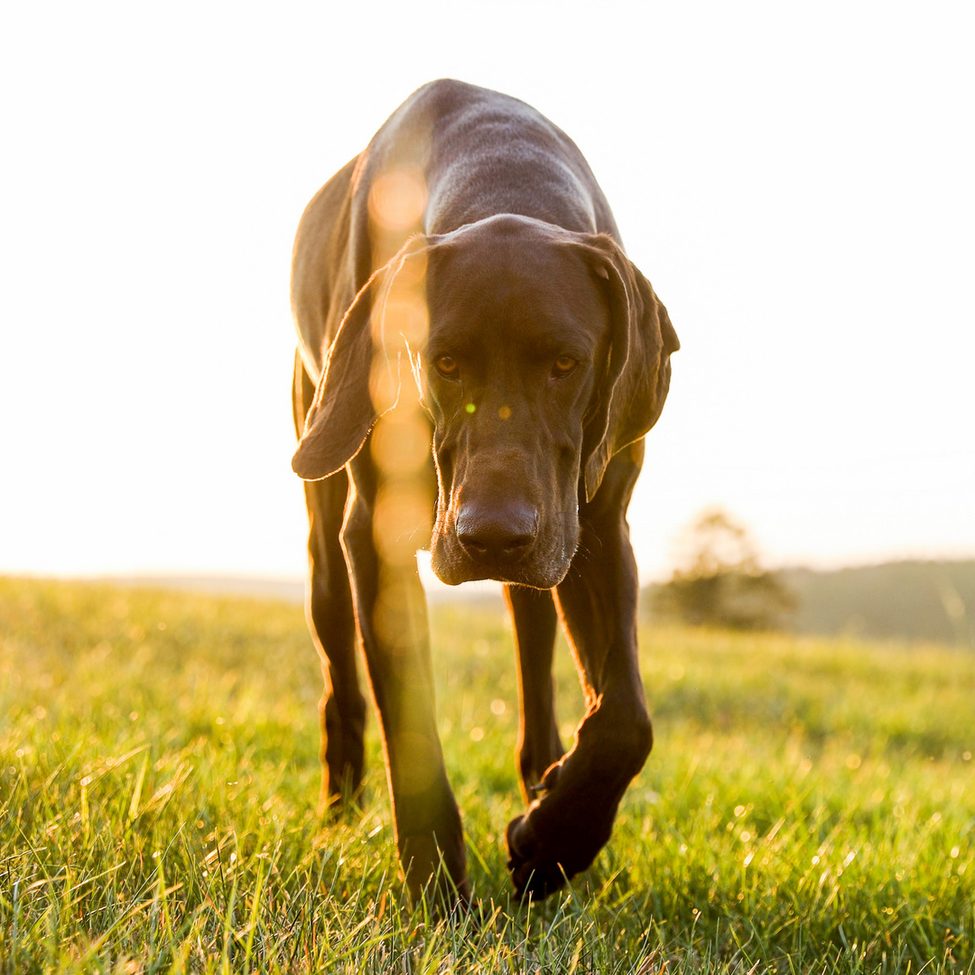 Hund im Sonnenuntergang 