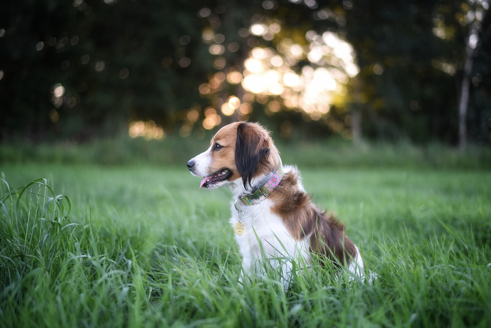 Hund im Sonnenuntergang 