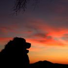 Hund im Sonnenuntergang