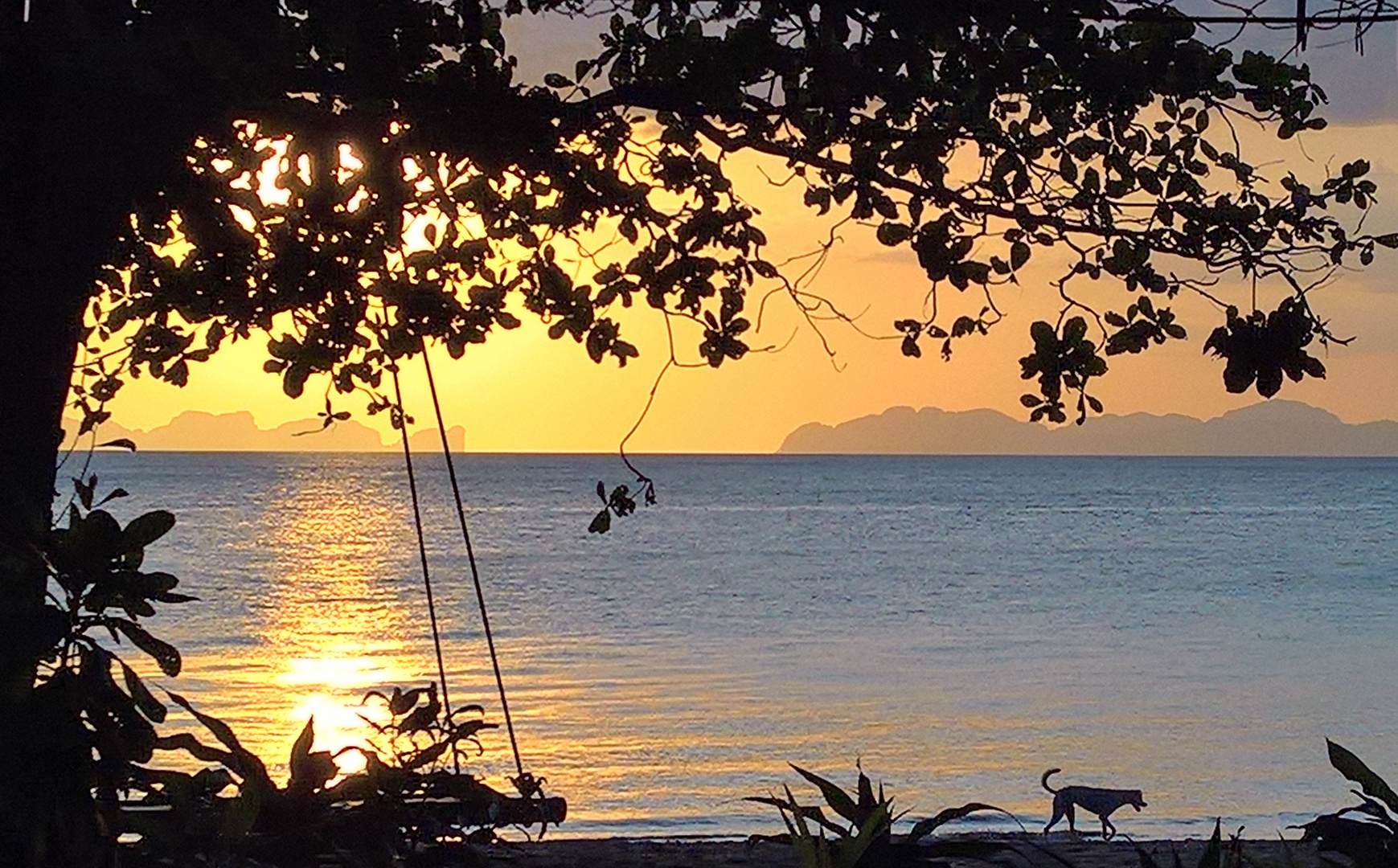 Hund im Sonnenuntergang