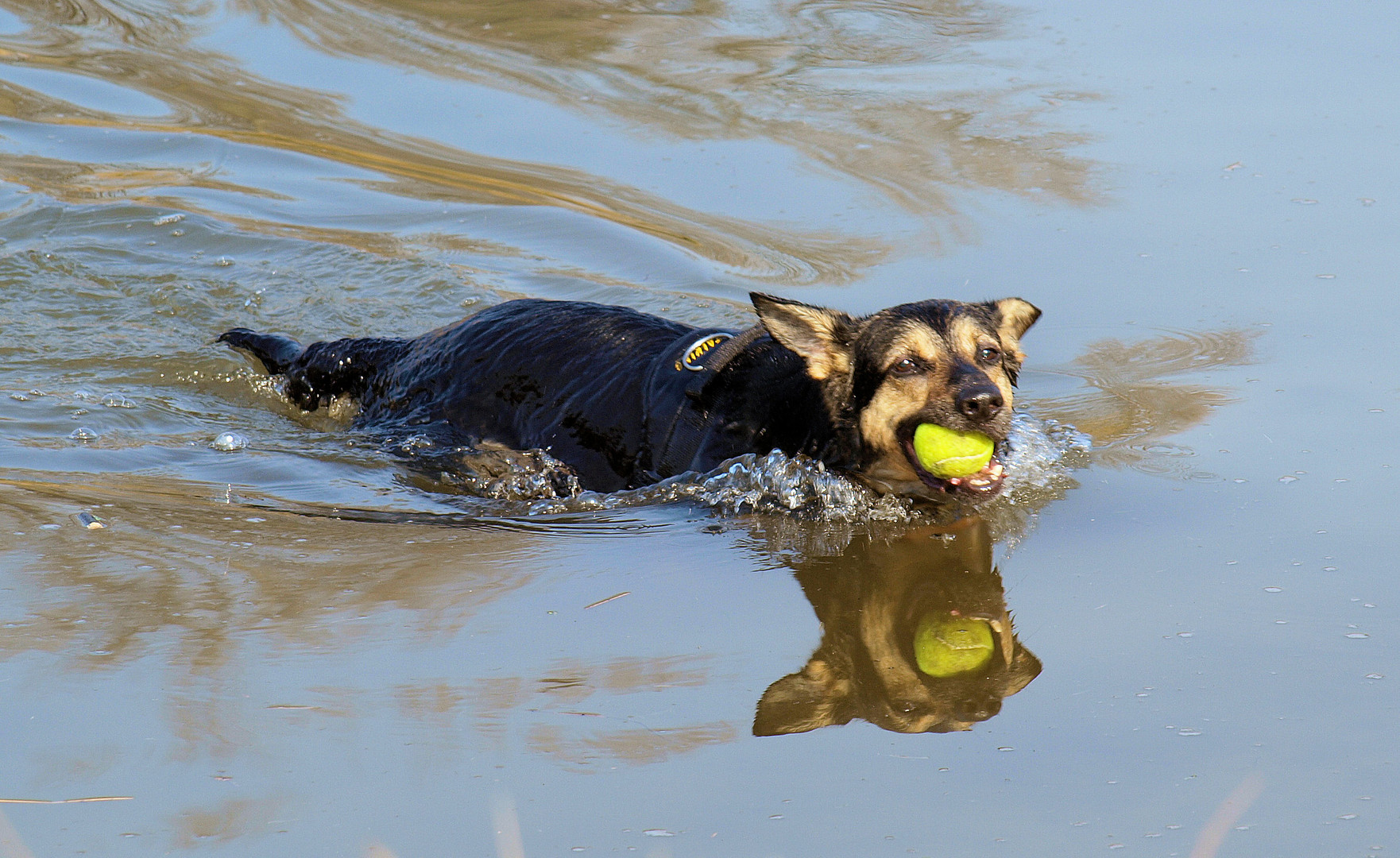 Hund im Spiegel