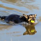 Hund im Spiegel