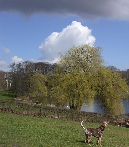 Hund im Stadtpark Hamburg März 2007