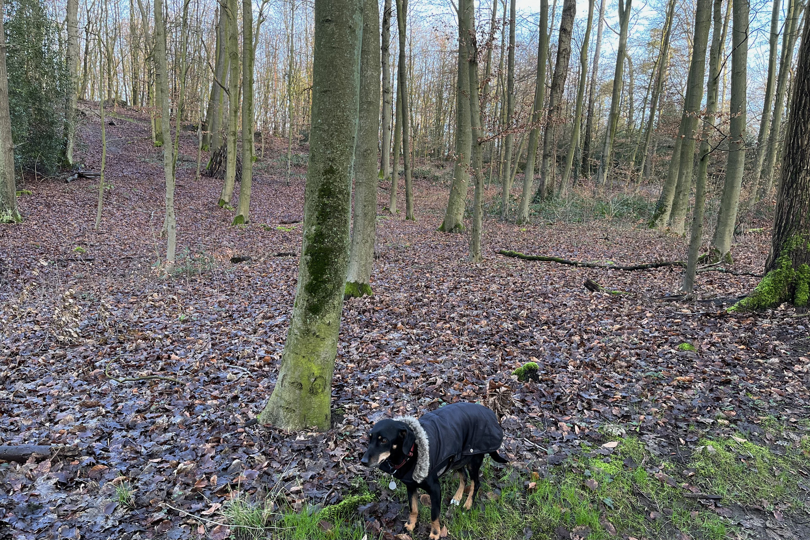Hund im Wald.