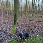 Hund im Wald.