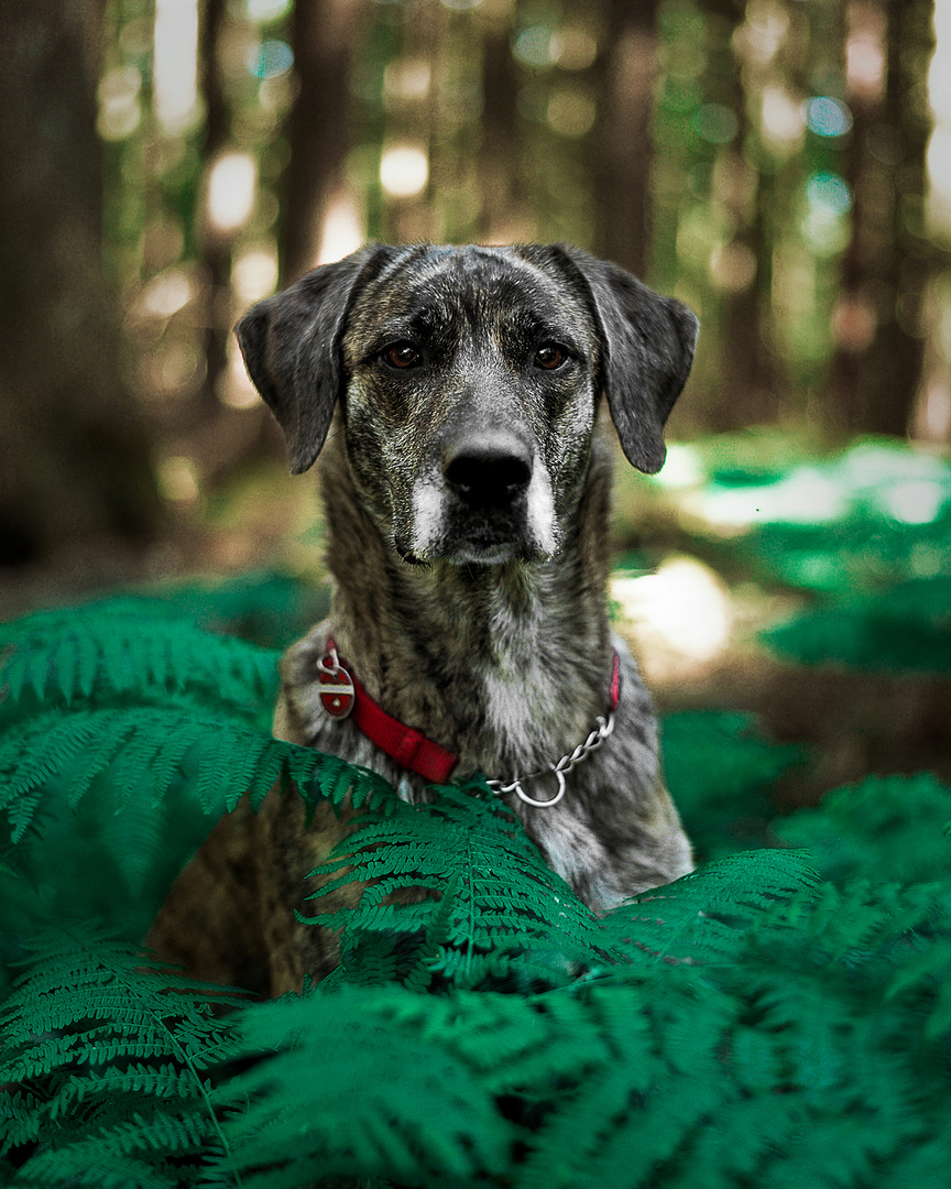 Hund im Wald
