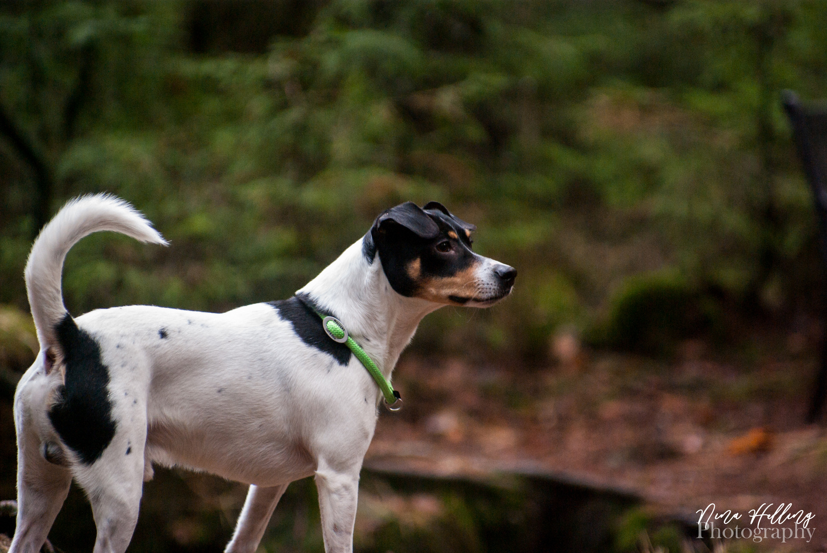 Hund im Wald