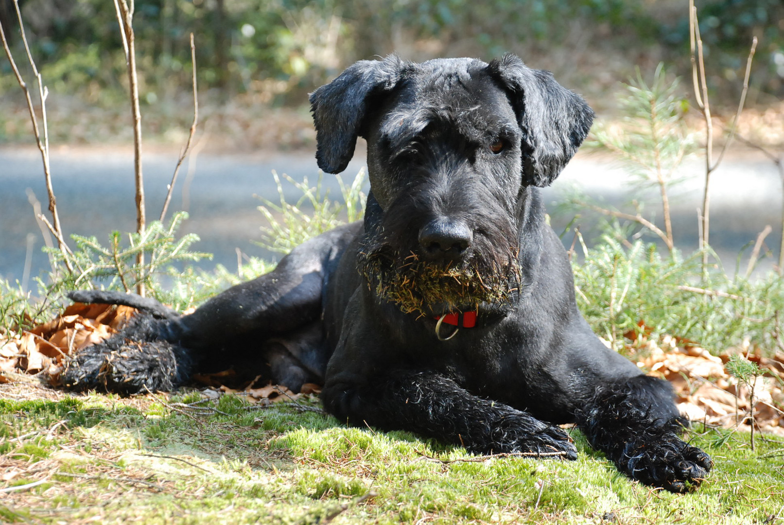 Hund im Wald