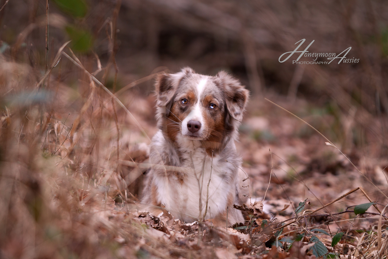 Hund im Wald