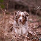 Hund im Wald