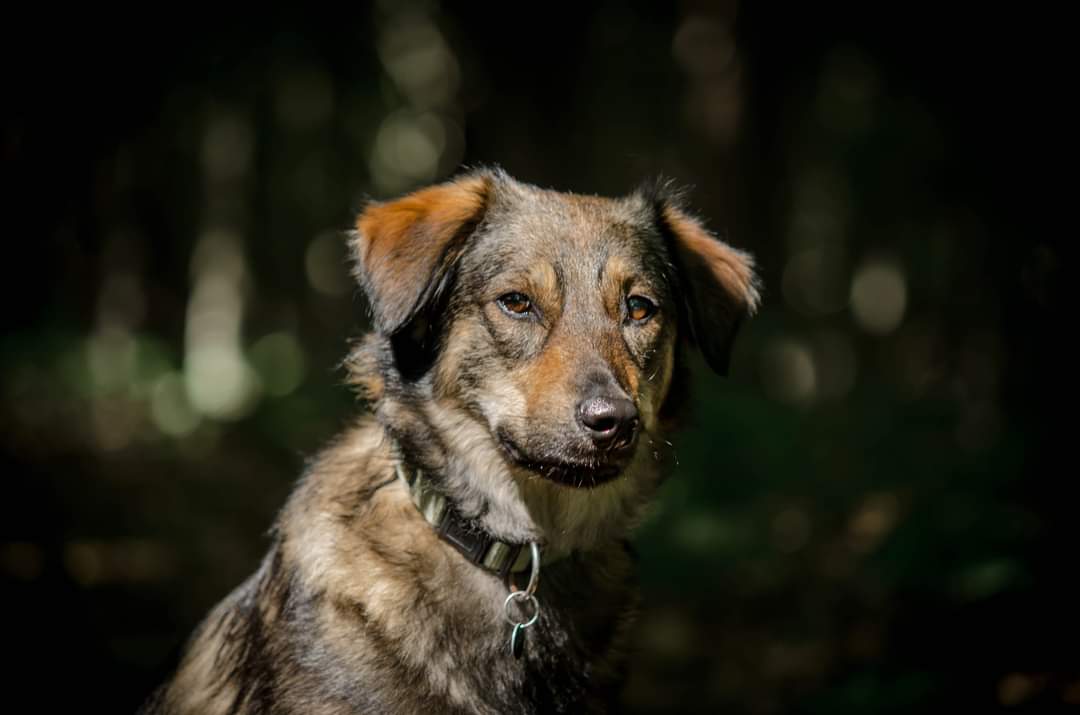 Hund im Wald 