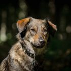 Hund im Wald 